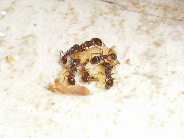Formiche anche io! Camponotus truncatus e Tetramorium sp.